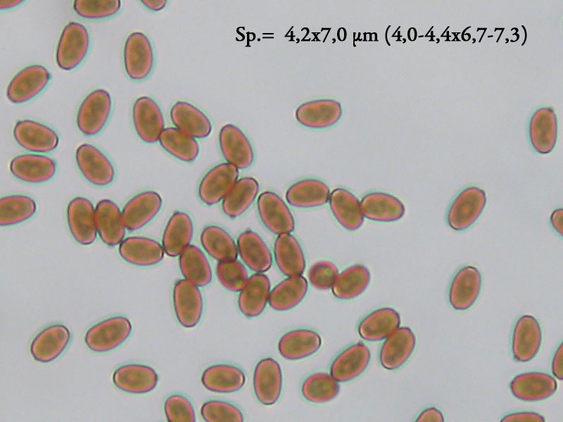 Psathyrella multipedata