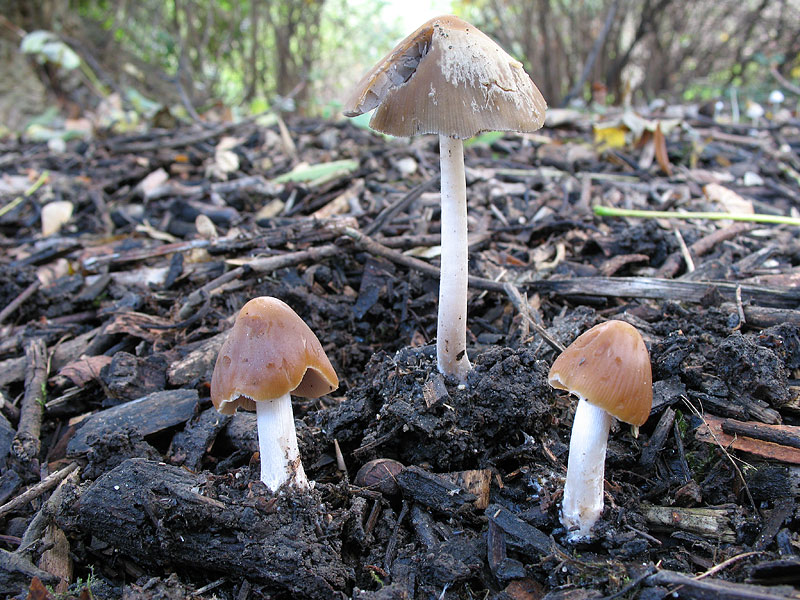 Psathyrella tephrophylla