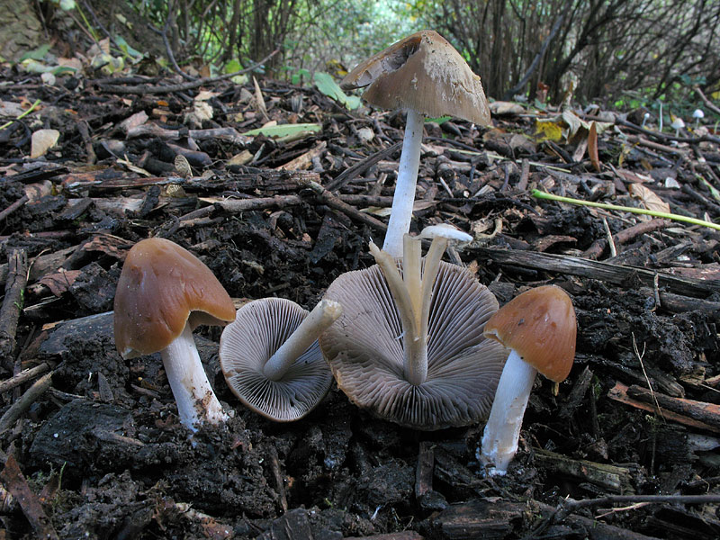 Psathyrella tephrophylla