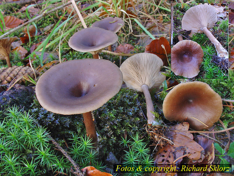 Pseudoclitocybe cyathiformis