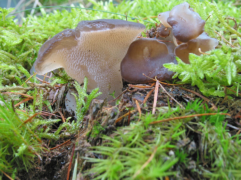 Pseudohydnum gelatinosum