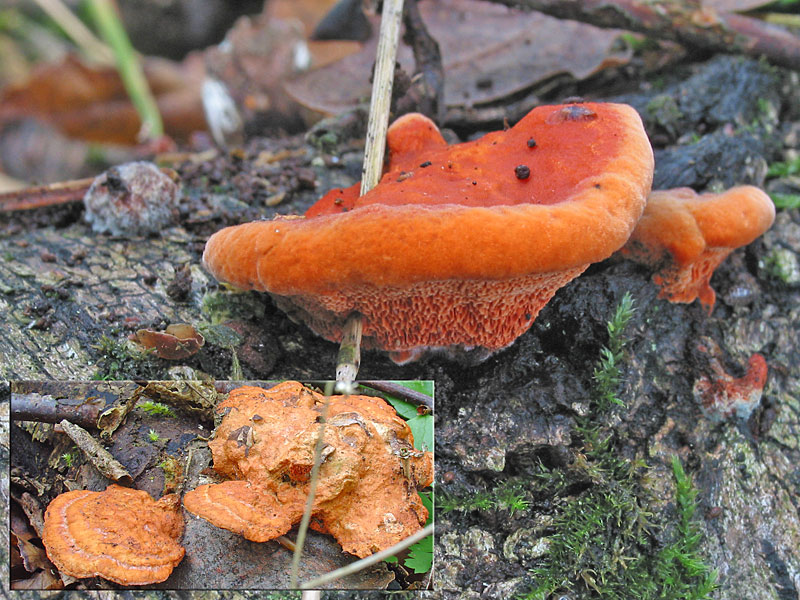 Pycnoporus cinnabarinus