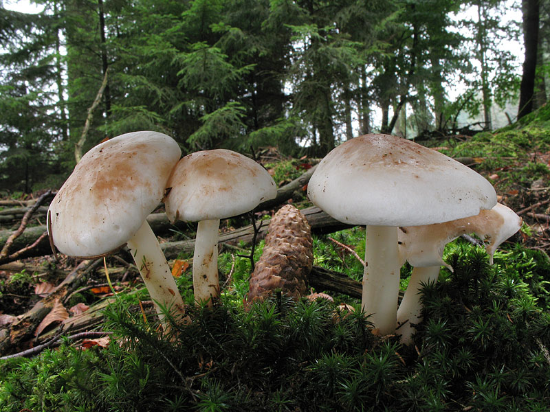 Rhodocollybia maculata