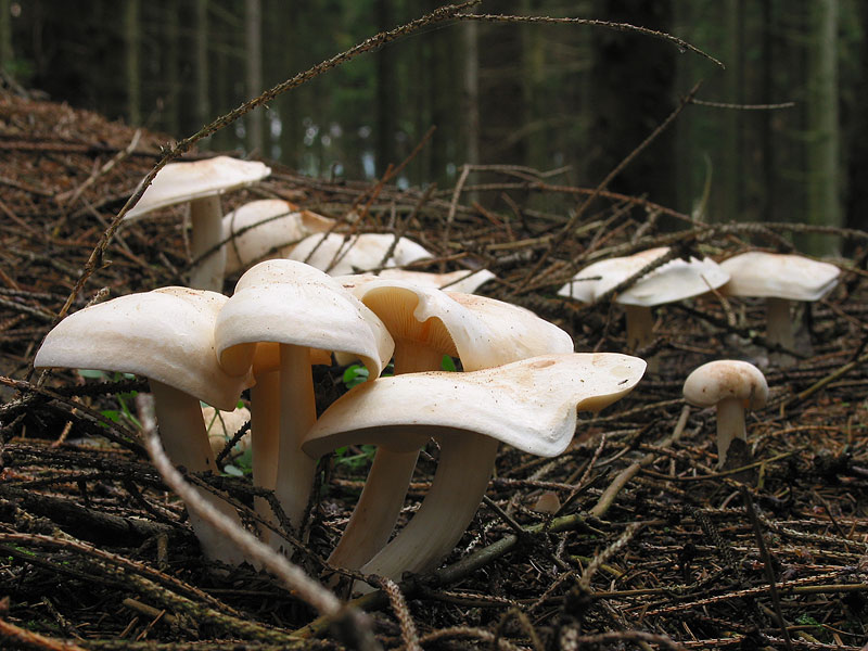 Rhodocollybia maculata