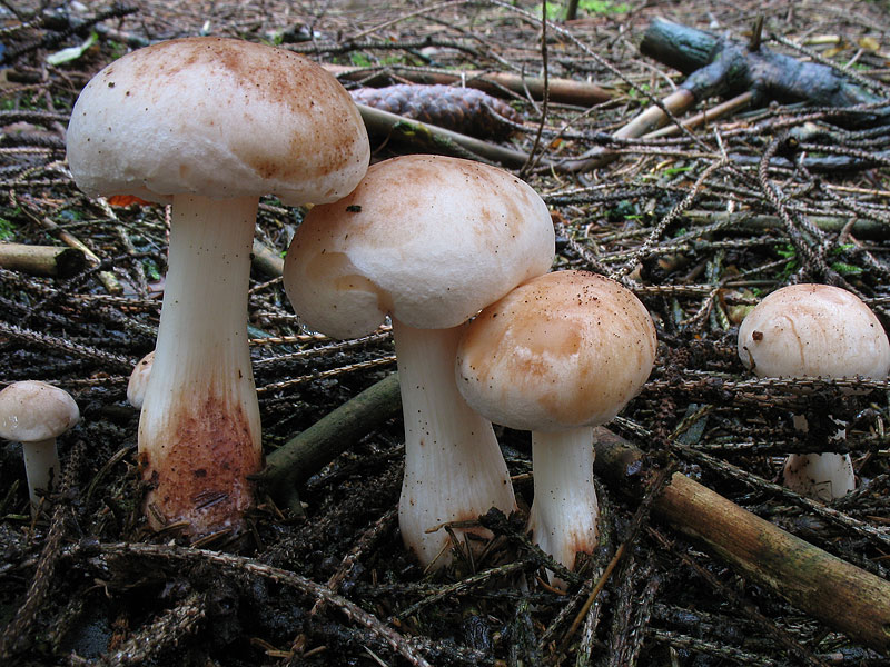 Rhodocollybia maculata