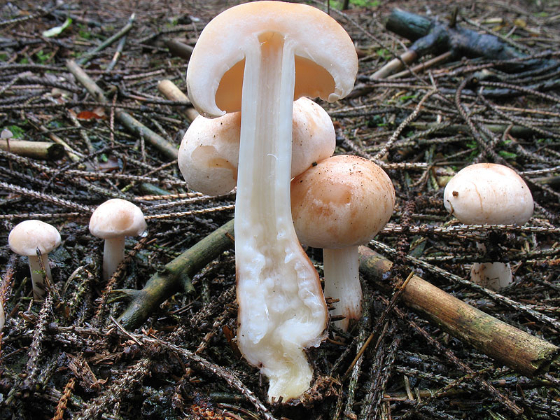 Rhodocollybia maculata