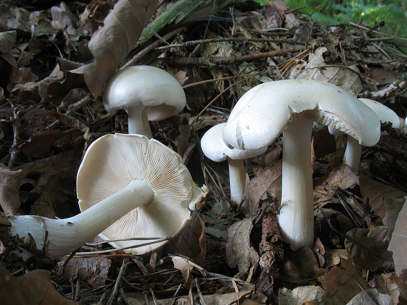 Rhodocollybia maculata