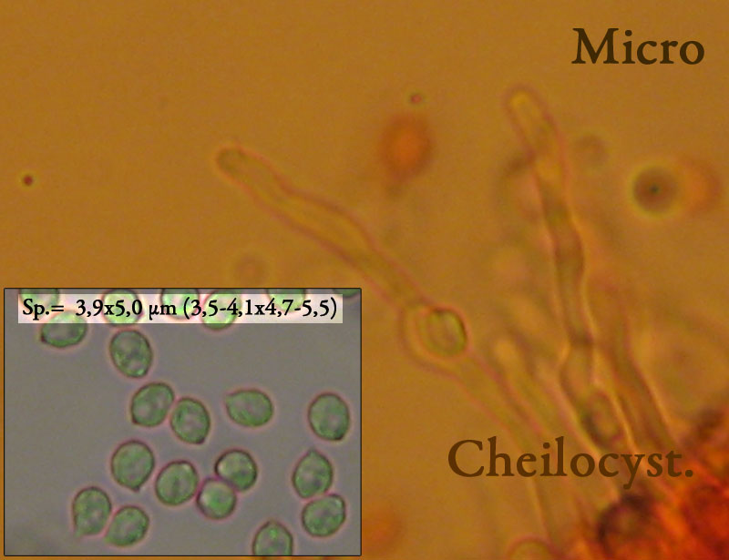 Rhodocybe gemina