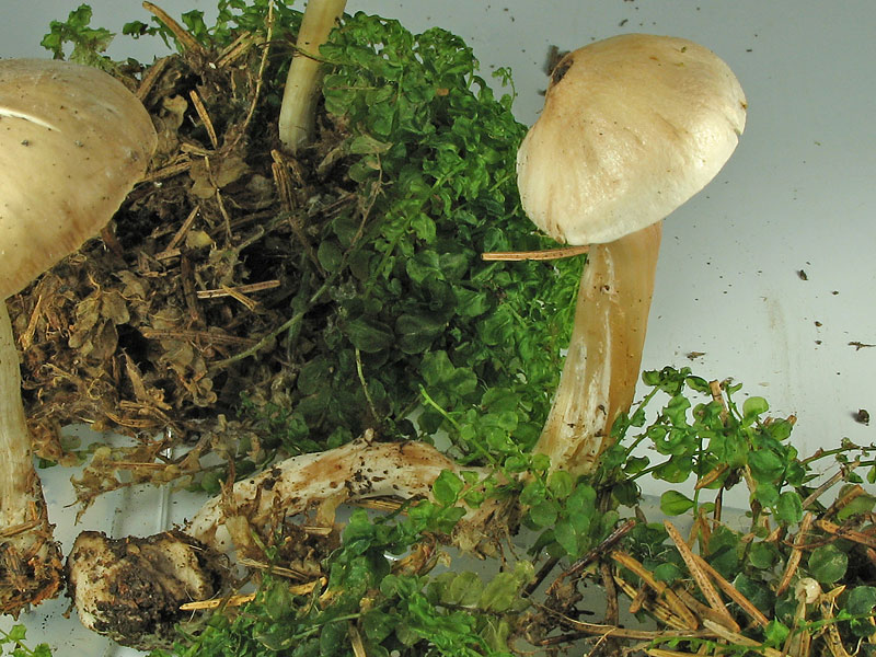 Rhodocybe stangliana