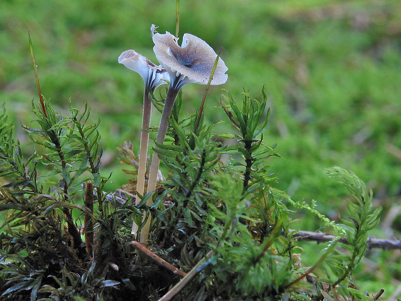 Rickenella setipes (R. swartzii)