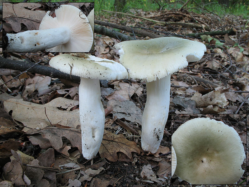 Russula aeruginea