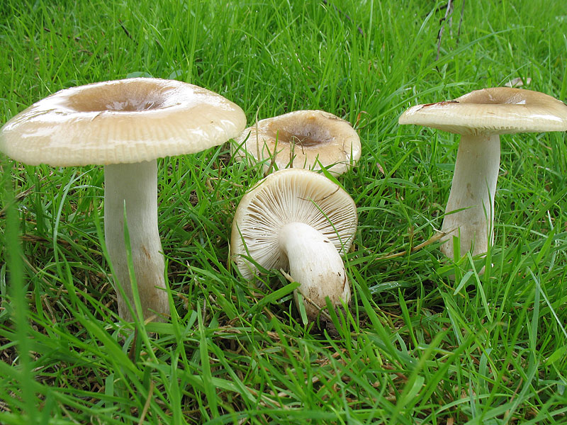 Russula amoenolens