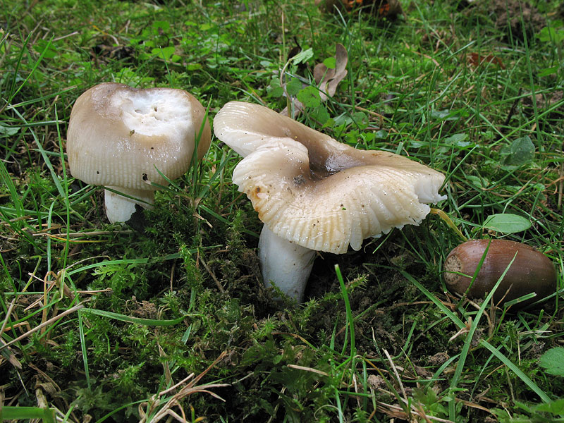 Russula amoenolens