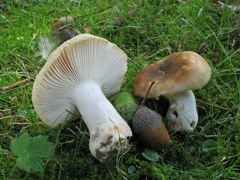 Russula amoenolens