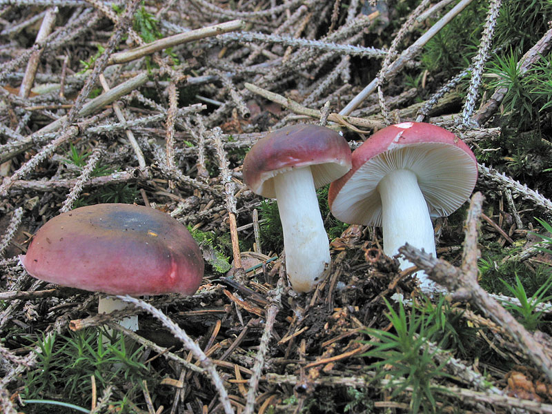 Russula atrorubens