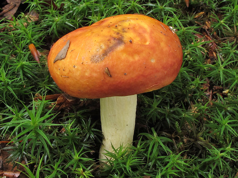 Russula aurea