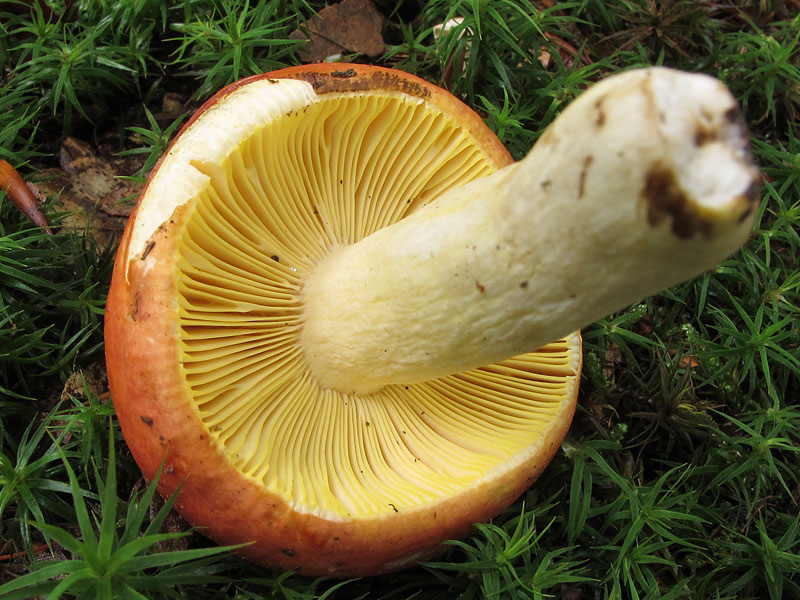 Russula aurea