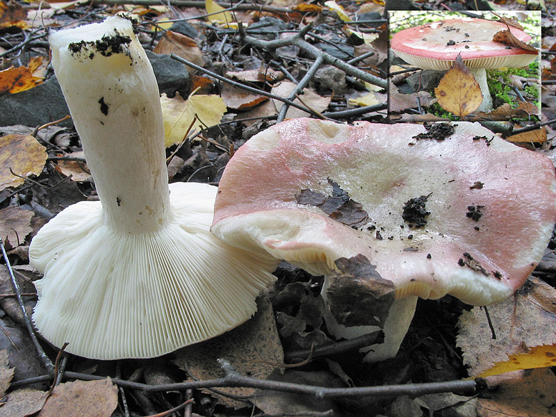 Russula betularum