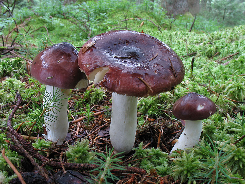 Russula caerulea