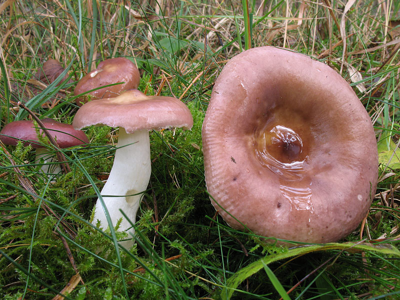 Russula caerulea