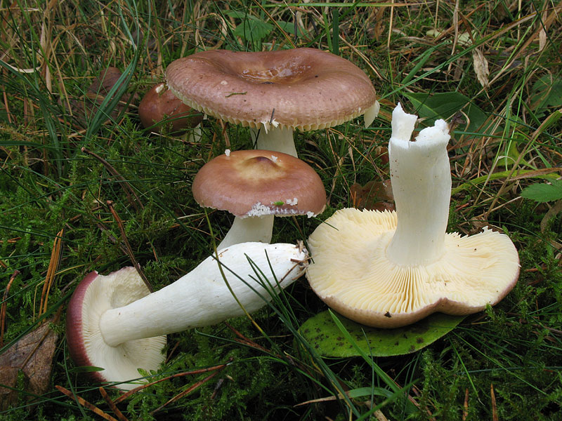 Russula caerulea