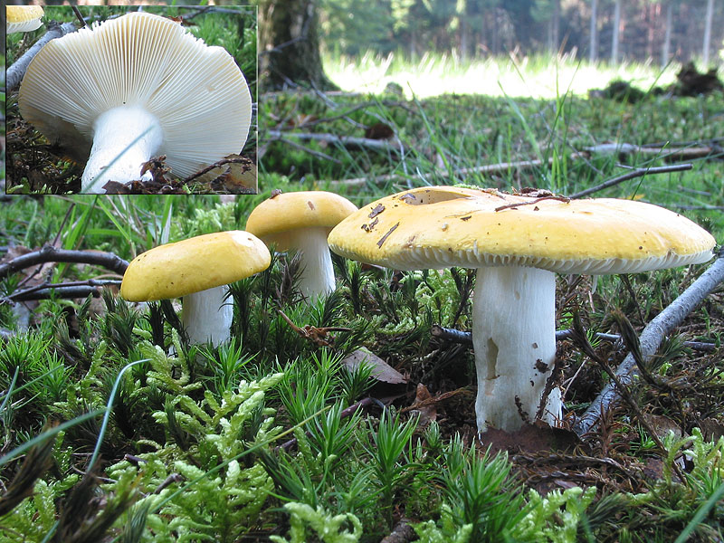 Russula claroflava