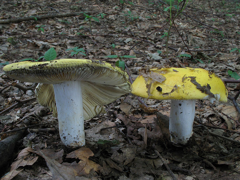 Russula claroflava