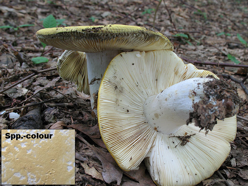 Russula claroflava