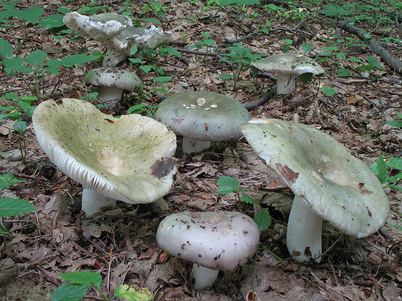 Russula cyanoxantha