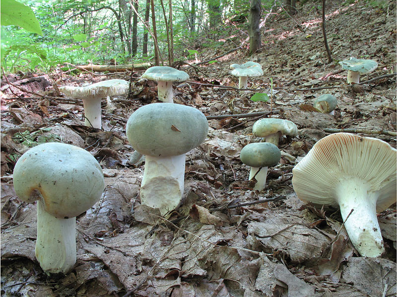 Russula cyanoxantha