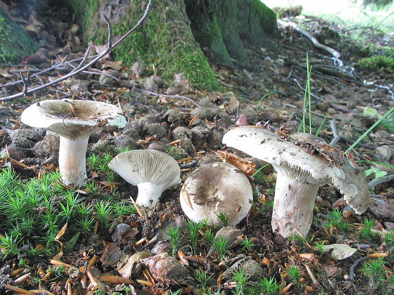 Russula densifolia