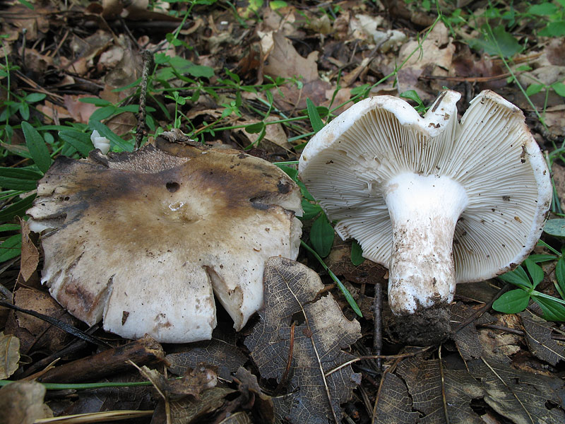 Russula densifolia