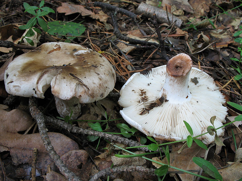 Russula densifolia