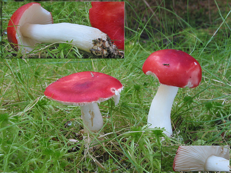 Russula emetica (var. emetica)