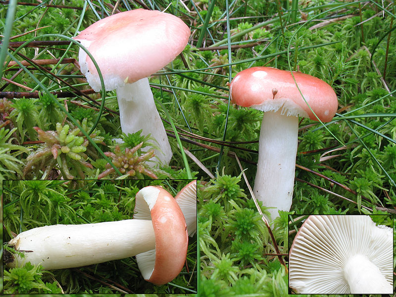 Russula emetica2 (var. grisescens)