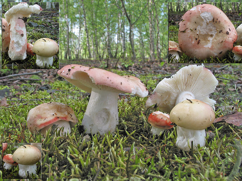 Russula exalbicans