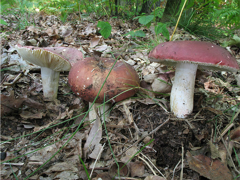 Russula faginea