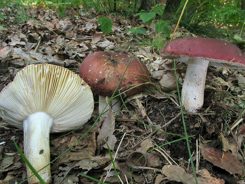 Russula faginea