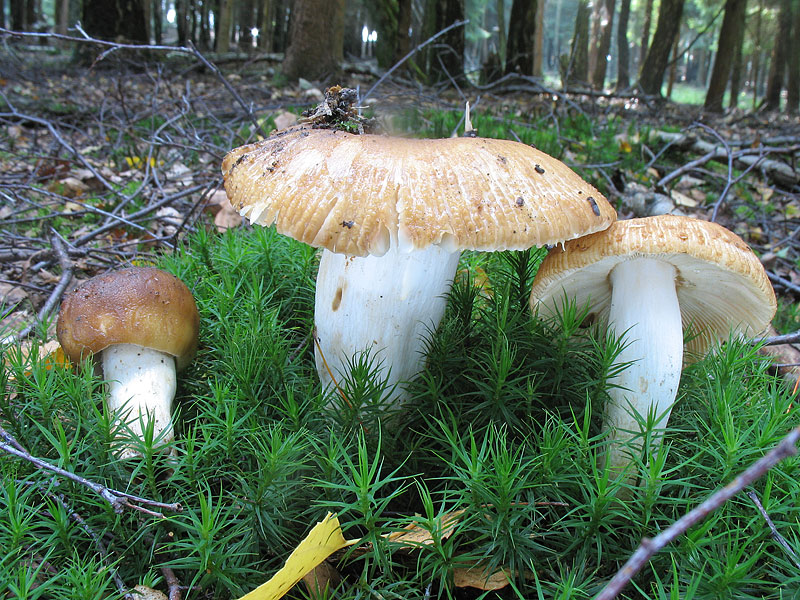 Russula foetens