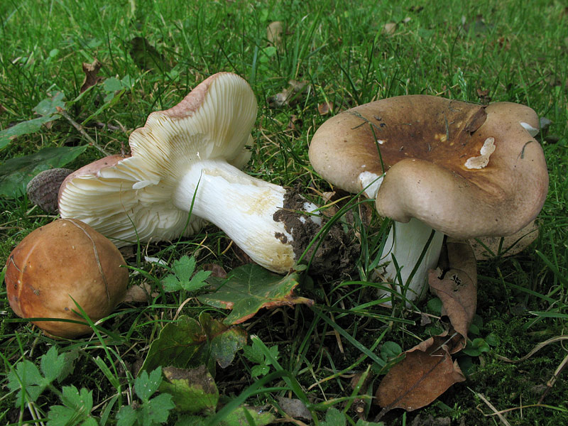 Russula graveolens