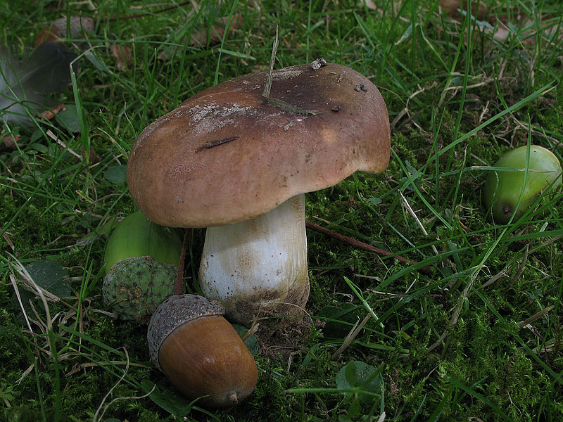 Russula graveolens