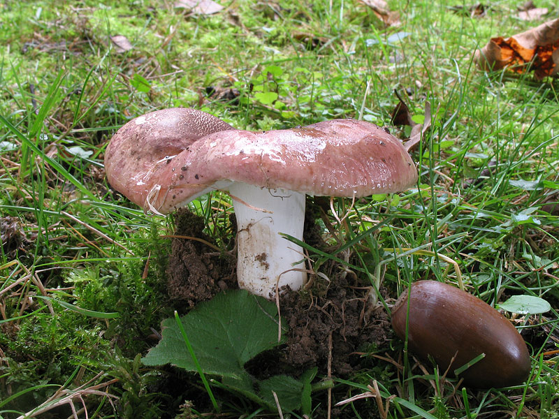 Russula graveolens