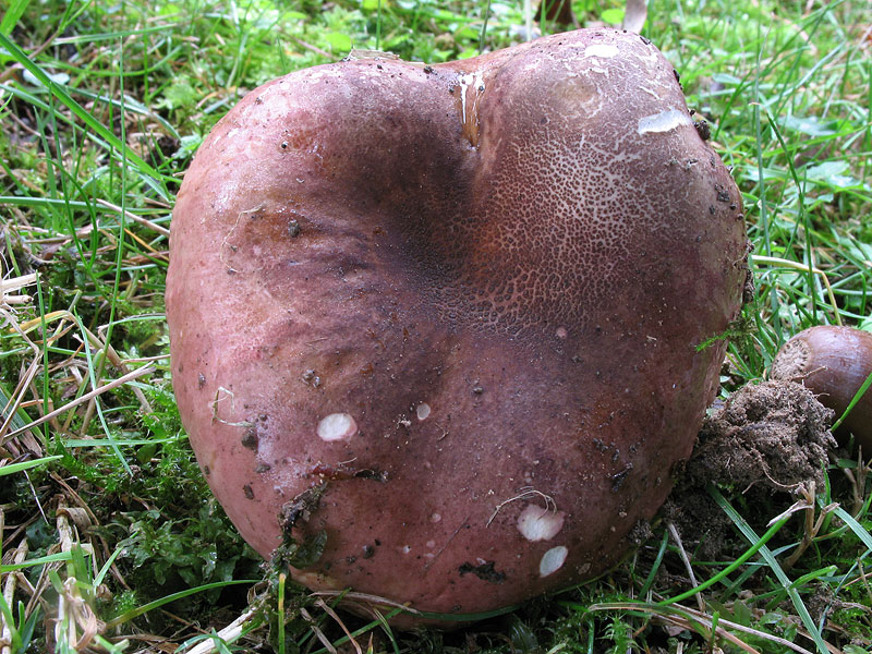 Russula graveolens