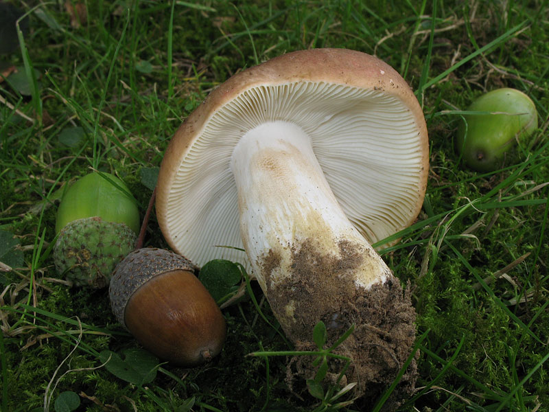 Russula graveolens