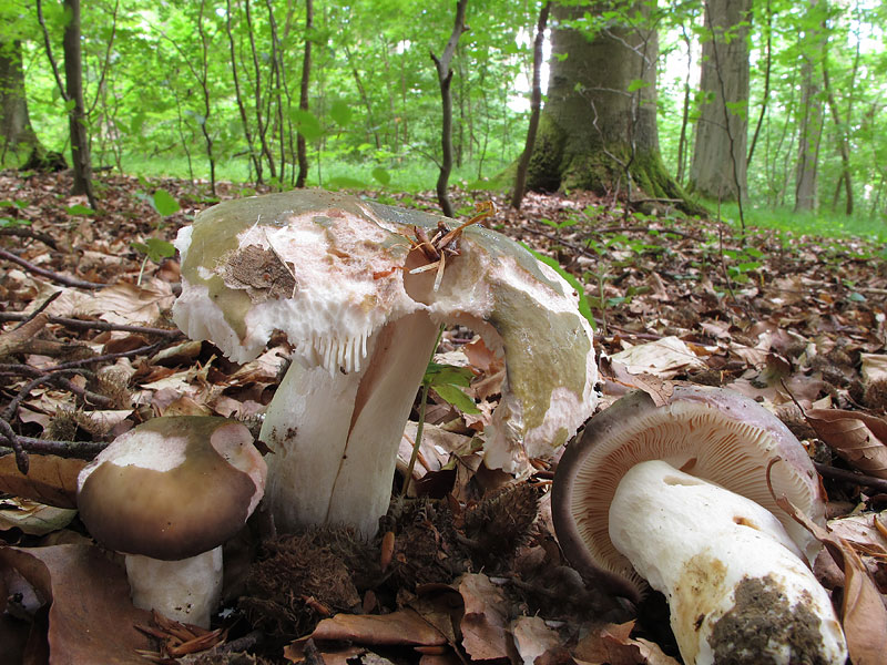 Russula grisea