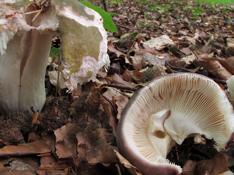 Russula grisea