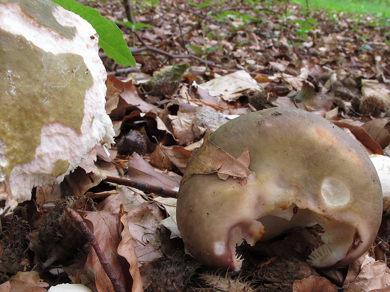 Russula grisea