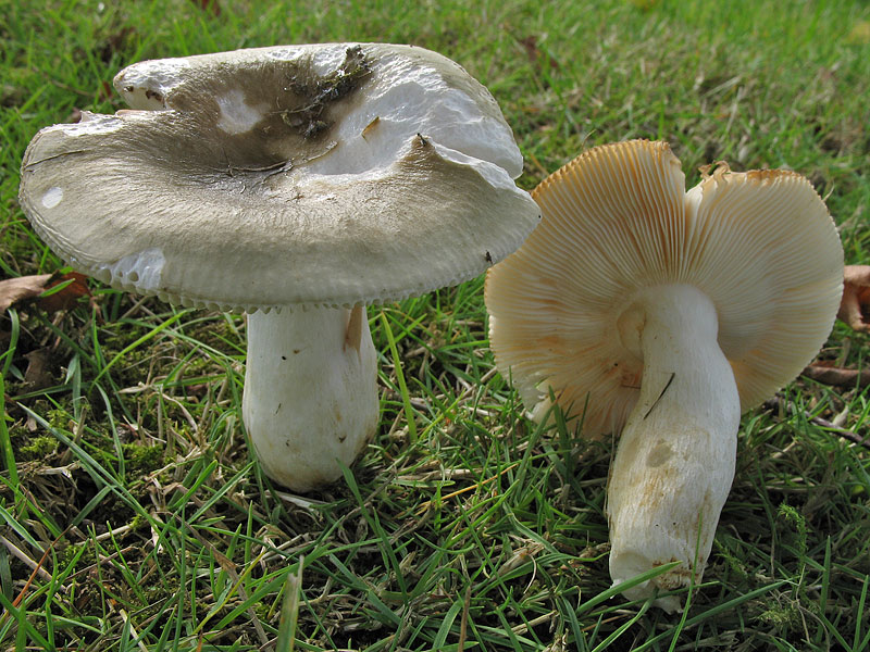 Russula heterophylla