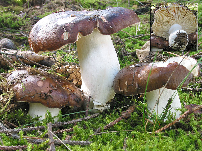 Russula integra