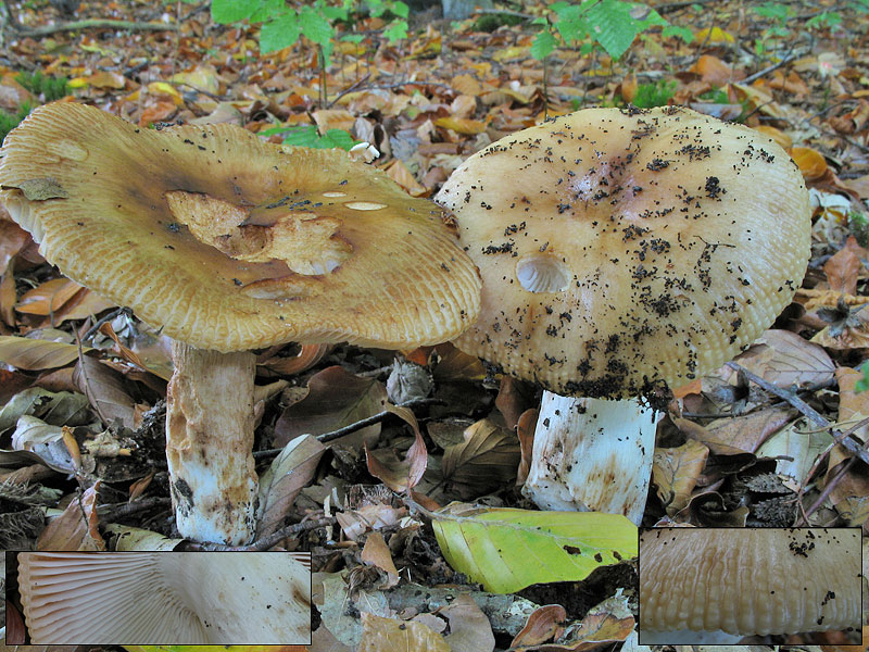 Russula laurocerasi